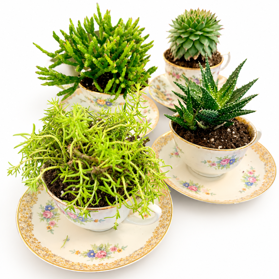 Tea Cup Succulents